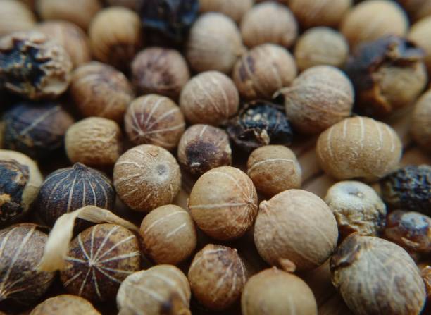 sementes de coentro - coriander seed cilantro seed ingredient - fotografias e filmes do acervo