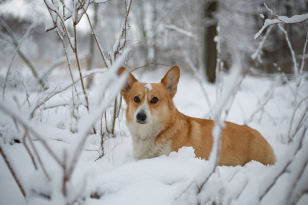 istock Welsh Corgi Pembroke dog in winter scenery 1460436091