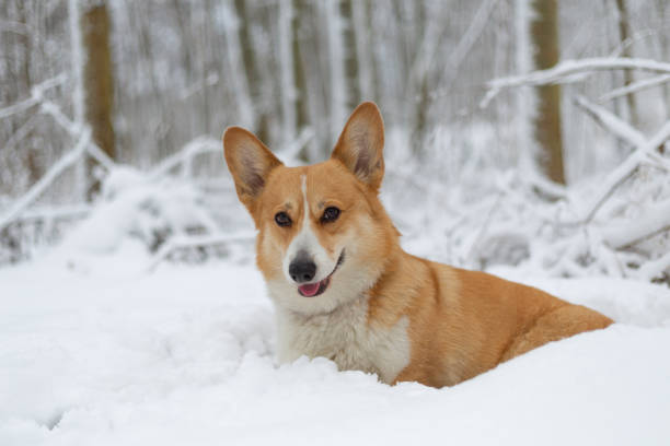 istock Welsh Corgi Pembroke dog in winter scenery 1460436110