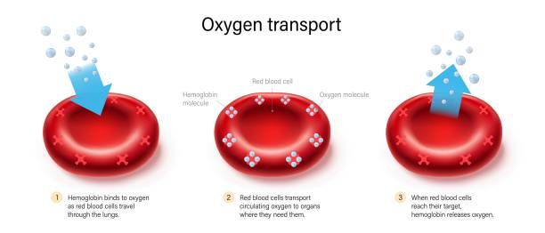 Oxygen transport. Oxygen binds to hemoglobin and is released by red blood cells. Gas exchange mechanism. Oxygen transport. Oxygen binds to hemoglobin and is released by red blood cells. Gas exchange mechanism. red blood cell stock illustrations