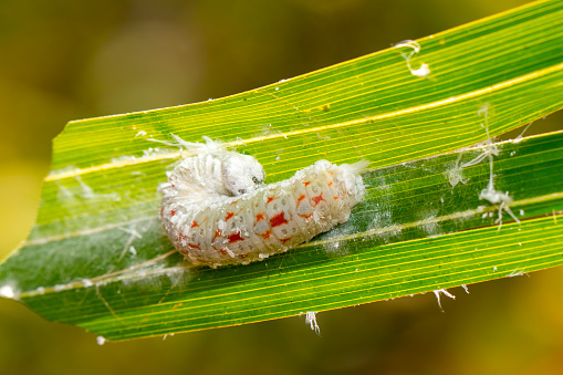 Image of caterpillar on the green leaf on a natural background. Insect. Animal.