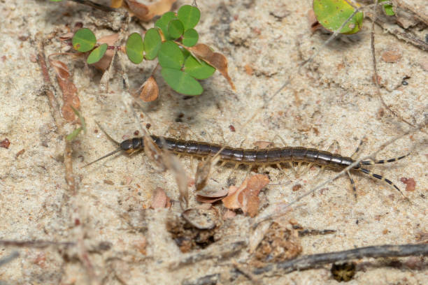 istock Image of a small centipede on the ground. Insect. Animal. 1460440965