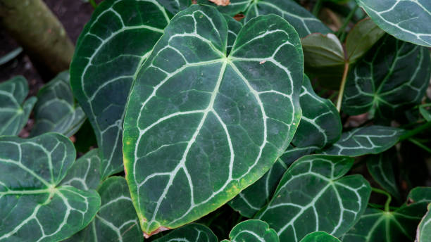 istock Beautiful Green Keladi Flower 1460442235