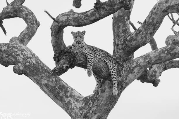 istock Low angle grayscale shot of a spotted leopard laying around in a tree 1460446777