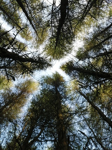 A vertical low angle shot of tall green trees in a forest on a sunny day