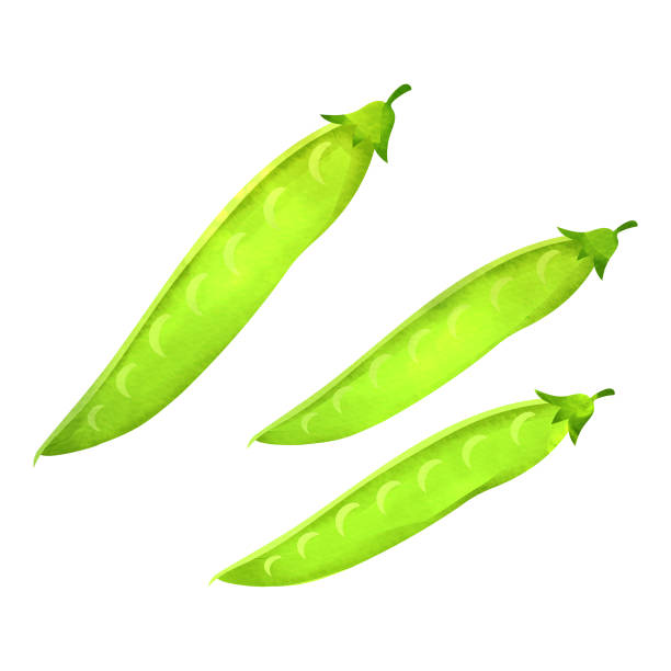 스노피  - healthy eating green pea snow pea freshness stock illustrations