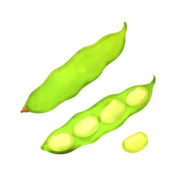 스노피 - healthy eating green pea snow pea freshness stock illustrations