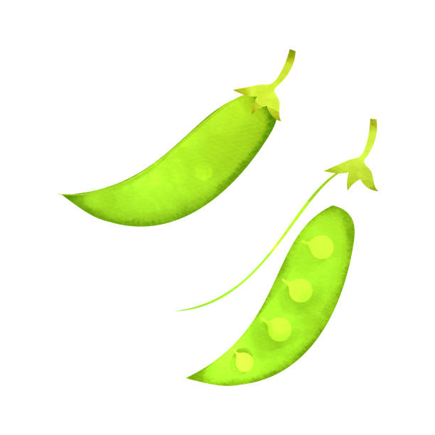 illustrazioni stock, clip art, cartoni animati e icone di tendenza di piselli a scatto - healthy eating green pea snow pea freshness