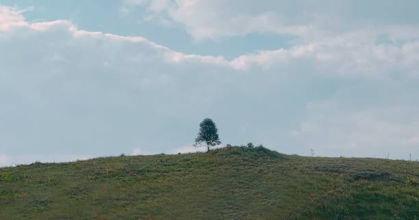 istock Blue sky over a green meadow with a lonely tree in the background 1460447974