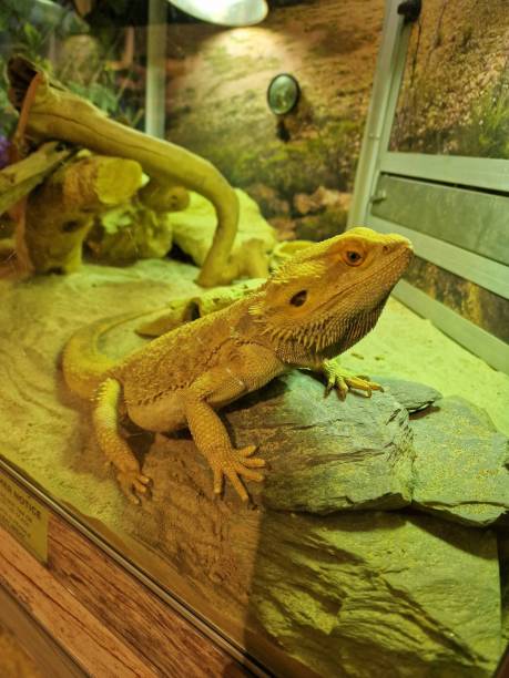 istock Closeup of Central bearded dragon on stones 1460448260