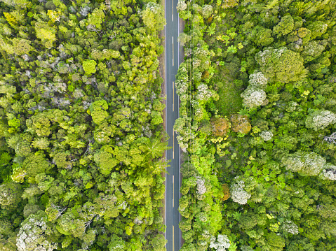 Aerial view of a thick forest with a single lane road passing between it.