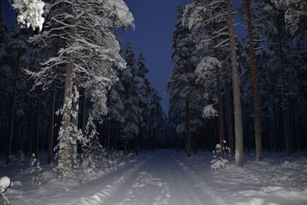 istock View of a snowy forest on a winter day 1460449359