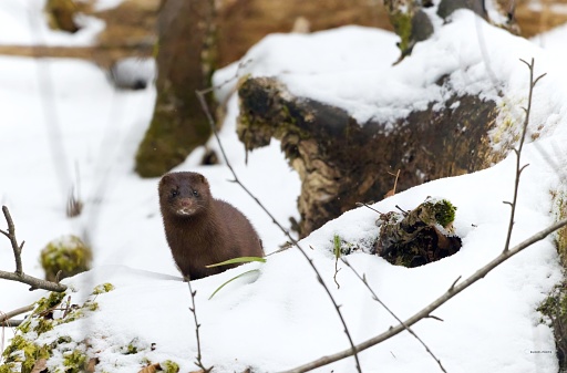 An American mink sitting on the snow in the woods during daytime with blur background