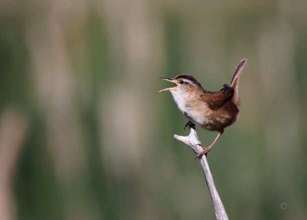 A shallow focus shot of a marsh wren perching on a bare twig with an open beak with blur background on a sunny day