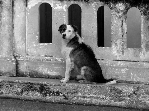 istock Grayscale of a cute Cumberland Sheepdog in the street 1460451904