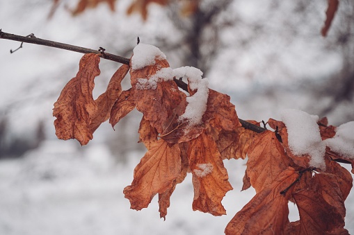 A shallow focus of snow on autumn brown maple leaves plant with blur background in the winter