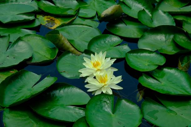 istock Yellow water lilies (Nymphaea mexicana) growing on the lake 1460452319