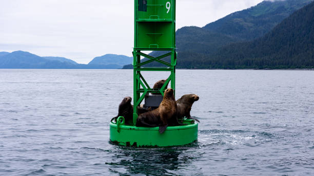 istock Sea Lions in Alaska, USA 1460452422