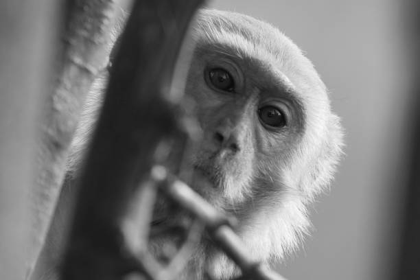 istock Grayscale closeup of an adorable monkey peeking behind a tree branch 1460452576