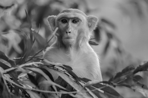 A grayscale portrait of adorable monkey on a tree with leaves