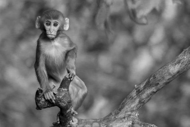 istock Grayscale shallow focus shot of an adorable monkey on a tree branch 1460452583
