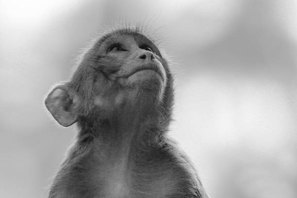 istock Grayscale closeup of an adorable monkey looking up 1460452584
