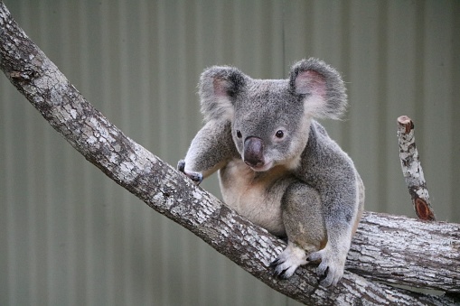 The koala or, inaccurately, koala bear is an arboreal herbivorous marsupial native to Australia. It is the only extant representative of the family Phascolarctidae and its closest living relatives are the wombats, which are members of the family Vombatidae.