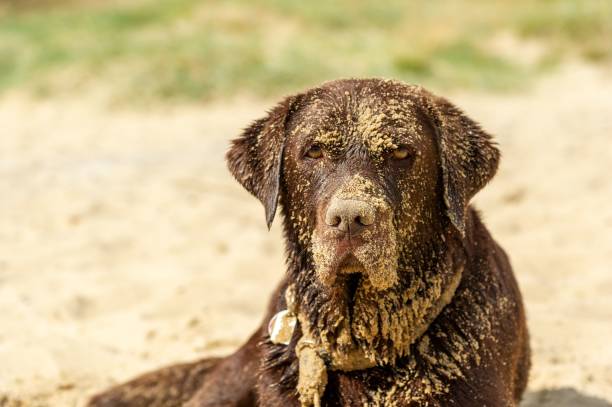 A black Labrador Retriever dog covered in sand at the beach