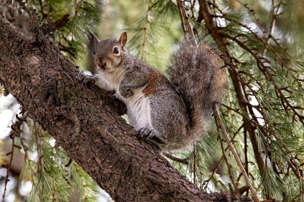 istock Closeup of a eastern gray squirrel (Sciurus carolinensis) on a branch of a tree 1460455001