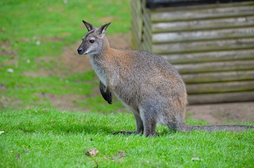 A beautiful view of a kangaroo at the zoo