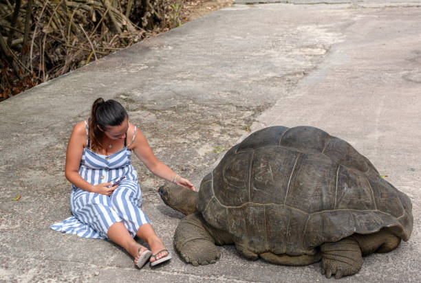 istock Young woman petting a giant tortoise 1460455663