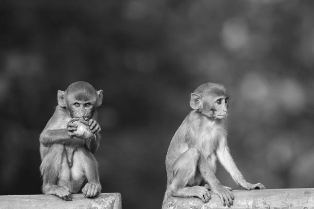 istock Grayscale closeup of two young rhesus macaques. Macaca mulatta. 1460456110