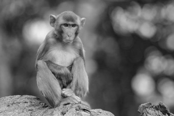 istock Grayscale closeup of a rhesus macaque. Macaca mulatta. 1460456111