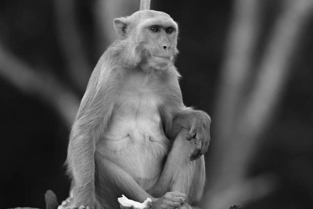istock Grayscale closeup of a rhesus macaque. Macaca mulatta. 1460456117