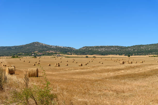 A wide view of a grassy meadow with trees in the foreground and the Stara Planina Mountains in the background. The sky is blue and there are white clouds.