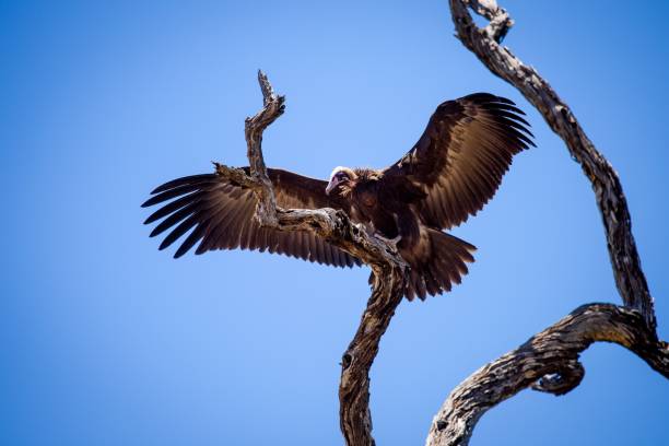 istock Vicious vulture perched on a tree with its wings spread 1460457339