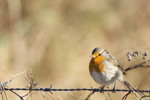 istock European robin perched on a barbed wire 1460457487