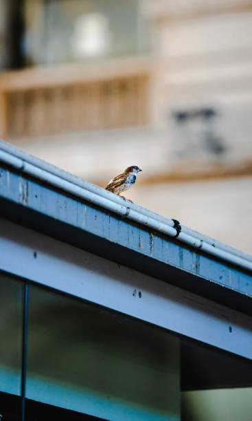 istock Close-up shot of a sparrow perched on a roof 1460457516