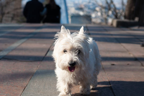 istock West Highland White Terrier (Westie) at walk in spring Mariinskyi park, Kyiv, Ukraine 1460457725