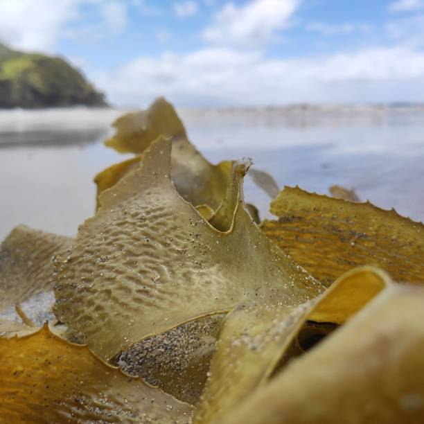 istock Closeup of algae on the beach. 1460458782