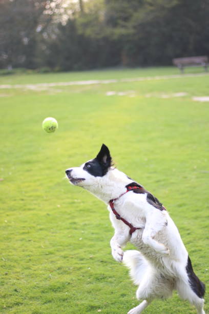 istock jumping dog green parc 1460458791