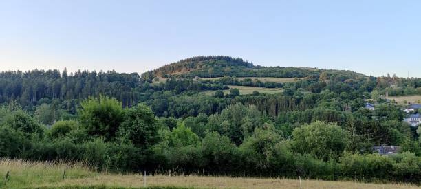 istock Beautiful panoramic view of a lash forest 1460459146