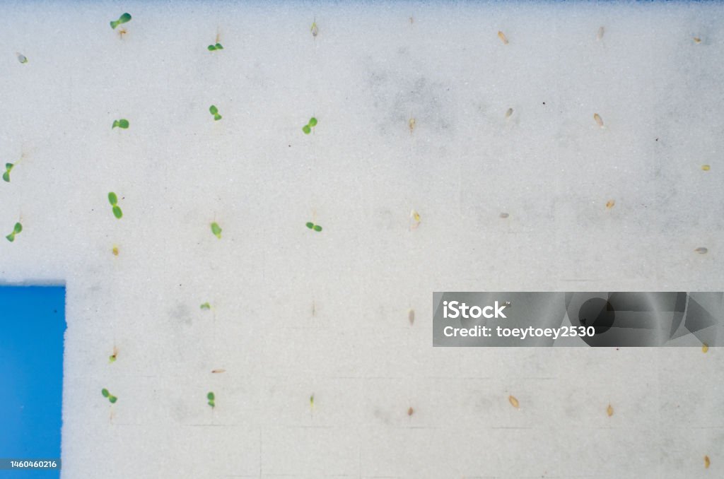 Hydroponics plants. Agricultural Field Stock Photo