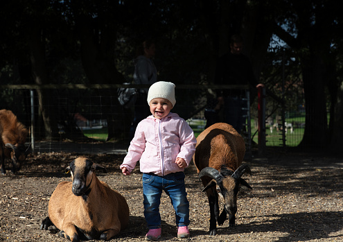 Smiling toddler in blue jeans, pink shoes and pink jacket posing in between two mountain goats