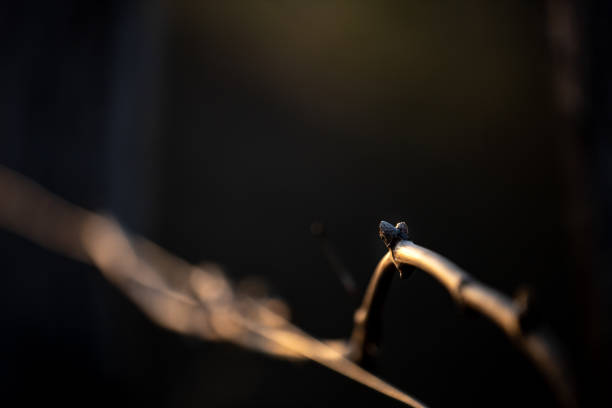 A selective of a vine branch in the evening