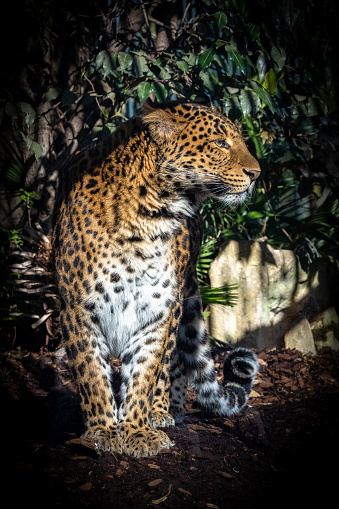 A leopard, Panthera pardus, panther standing, portrait of a beautiful animal