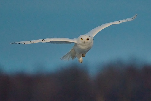 A beautiful view of a flying snowy owl