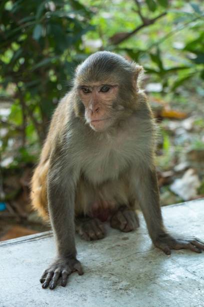 istock Vertical shot of a cute brown monkey 1460461554