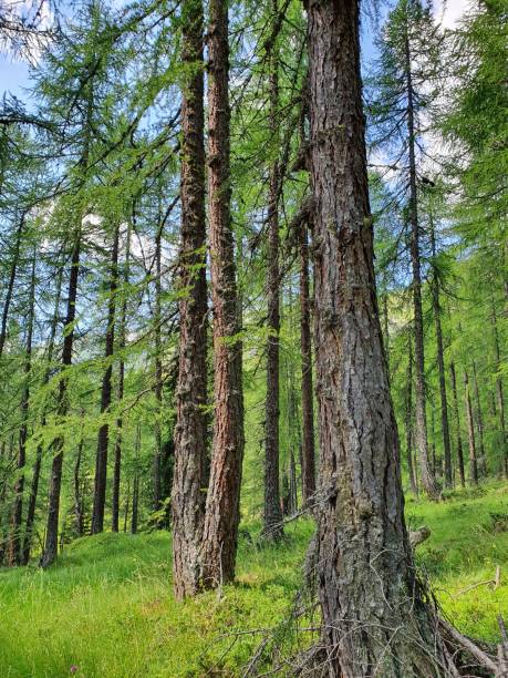 istock Vertical shot of a forest with tall pine trees during the daytime 1460461656
