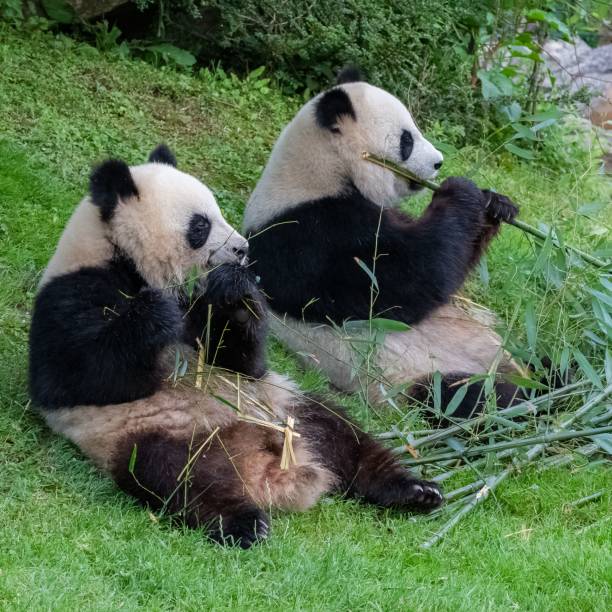 istock Giant pandas, bear pandas 1460461949